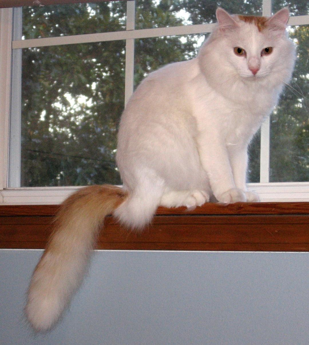 Turkish Van (Van kedisi)